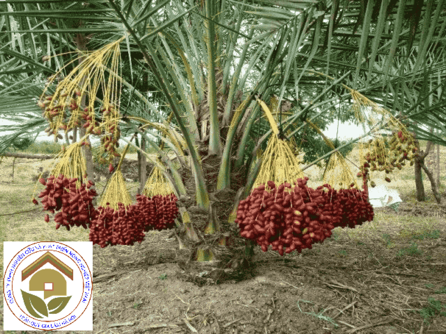 CÂY GIỐNG CHÀ LÀ LÙN SIÊU QUẢ. [ GIỐNG CHÀ LÀ Trυng ĐÔNG BẦU TO, 2 NĂM TUỔI ].