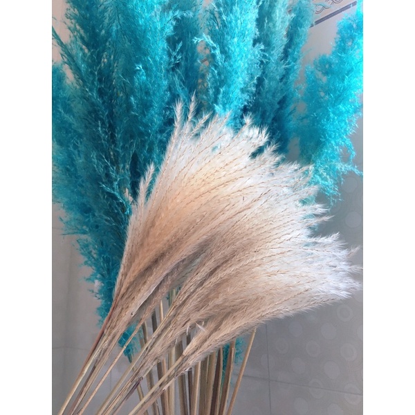 ⭐️Ảnh Thực Tế⭐️ cỏ lau mini dùng chụp ảnh trang trí