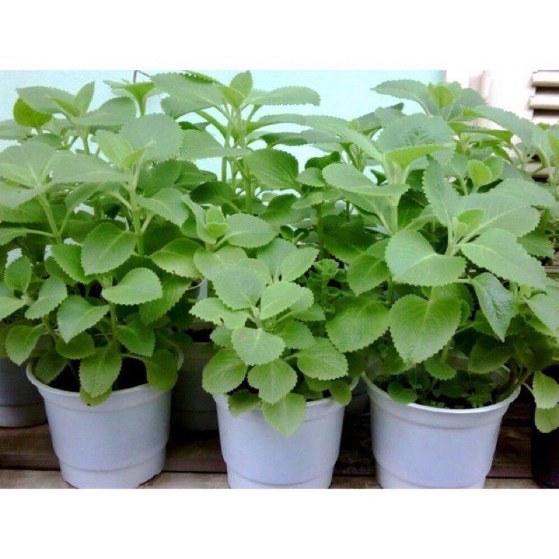 Cây tần dày lá, cây húng chanh