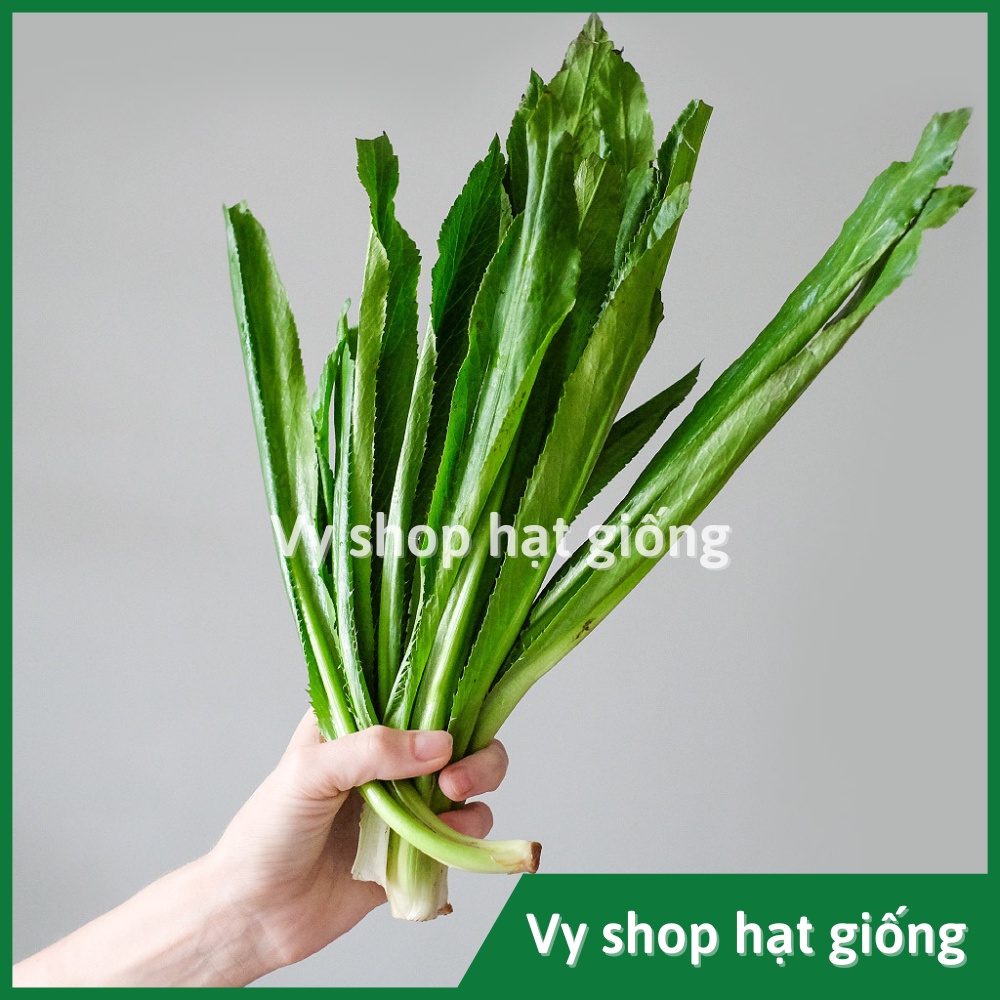 Hạt giống rau mùi tầu (ngò gai) Thái Lan gói 2000 hạt