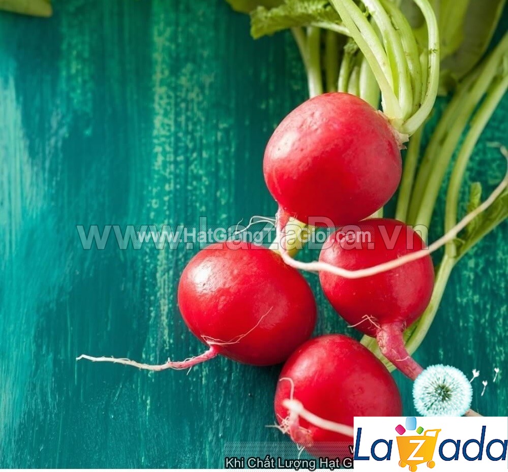 [HCM]BỘ 5GÓI 1Gr Hạt Giống Củ Cải Đỏ Cherry (A1.205| C30*W64)