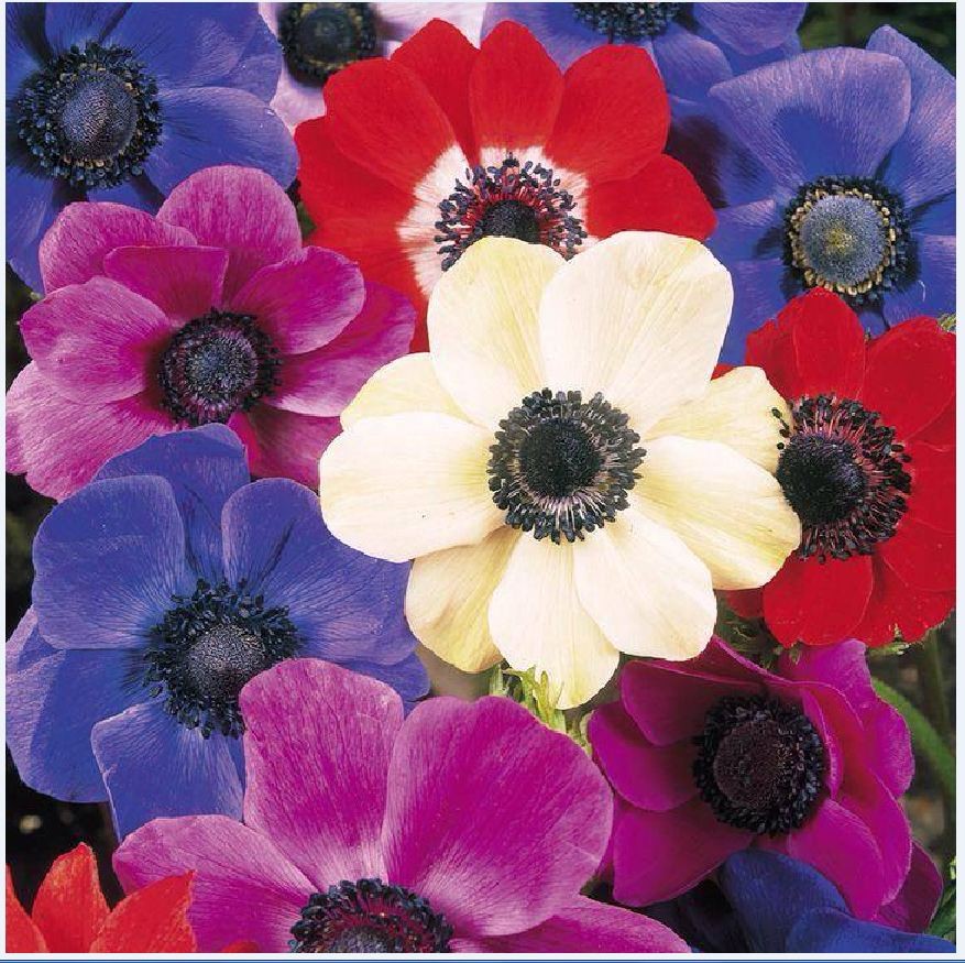 Củ Hoa Anemone hoa màu trắng-Thu mẫu đơn -1 củ