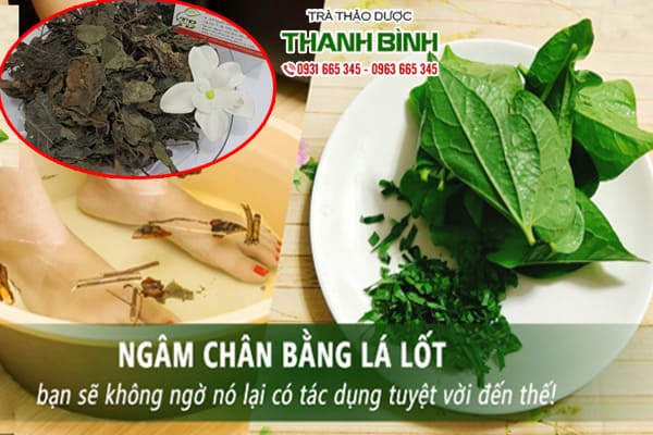 Lá Lốt Khô 1KG - Dược Liệu Thanh Bình