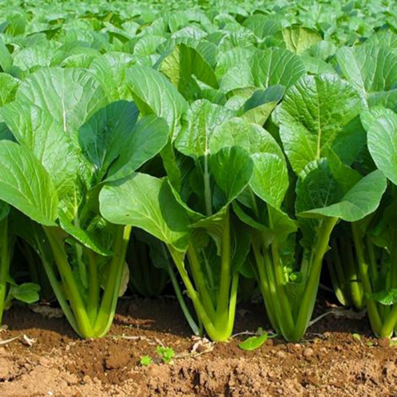20 Gram Bịch Hạt Giống Cải Ngọt Rạng Đông