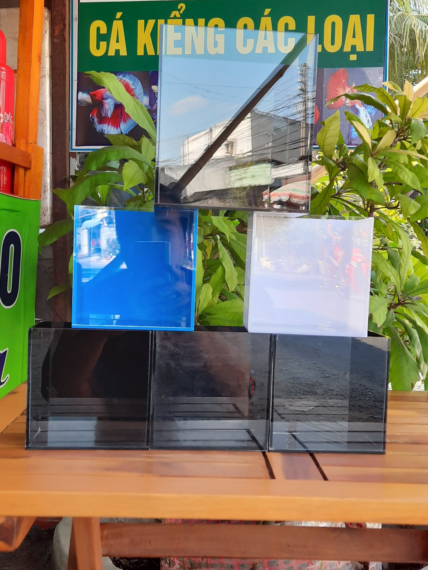 Hồ show cá Guppy & Betta