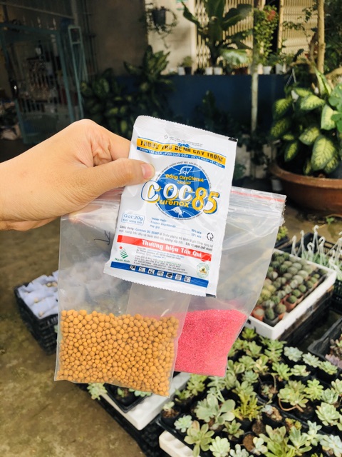 Combo liều thuốc cho sen đá-xương rồng (100gr thuốc tím-100gr phân tan chậm-1 gói  nấm Coc85)