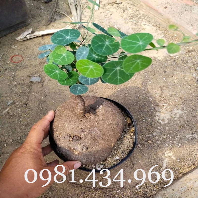 CỦ ĐỒNG TIỀN (BÌNH VÔI) TRÒN VO CÓ LÁ ĐẸP ĐỦ SIZE (NGOẠI CỠ IB) Chuẩn