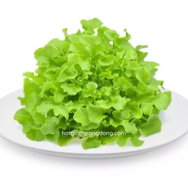 (HCM) Hạt giống xà lách ăn non 10gram
