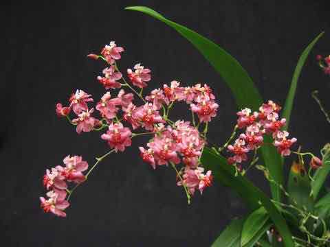 Vũ nữ giống mới