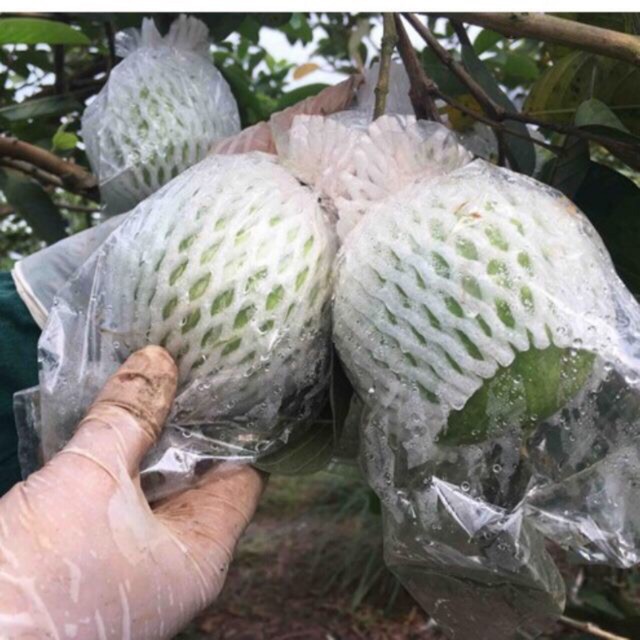 Bộ 100 túi xốp bọc ổi đã lồng sẵn nilon và chun