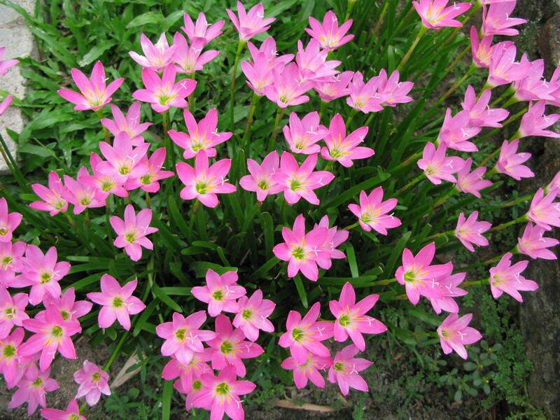 20 củ cây Huệ Mưa (Hoa Tóc Tiên) để trồng