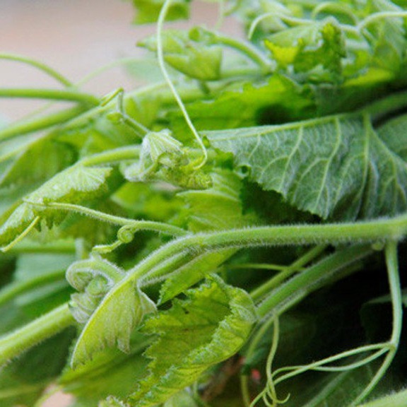 Hạt giống bầu ăn ngọn siêu đọt - siêu ngọn PSV154 | Phởms Market