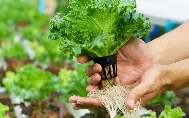 Lavalix 100ml hydroponics solution in simple vegetable hydroponic solution easy to blend for plant hydroponics grow hydroponics grow into plant dripper system.