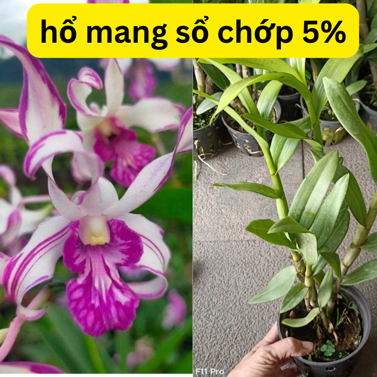 Denro nắng hổ mang sổ chớp 5% chậu f12 sắp ra hoa