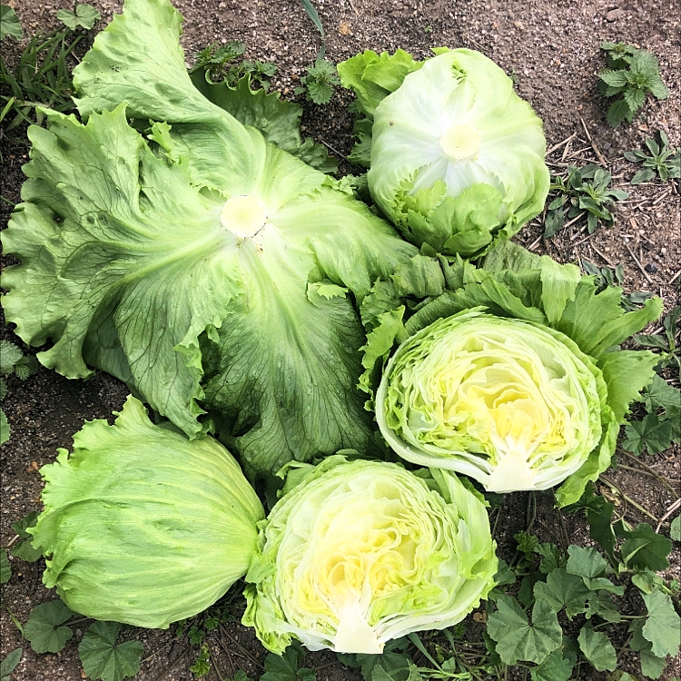 Iceberg Lettuce Seed (Rado 532) 2gr package