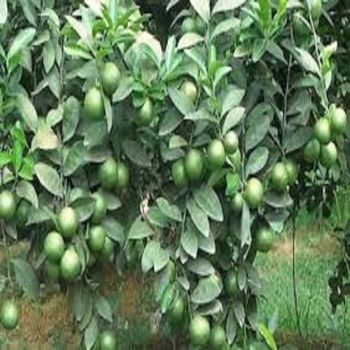 Cây giống Chanh Núm (siêu sớm)
