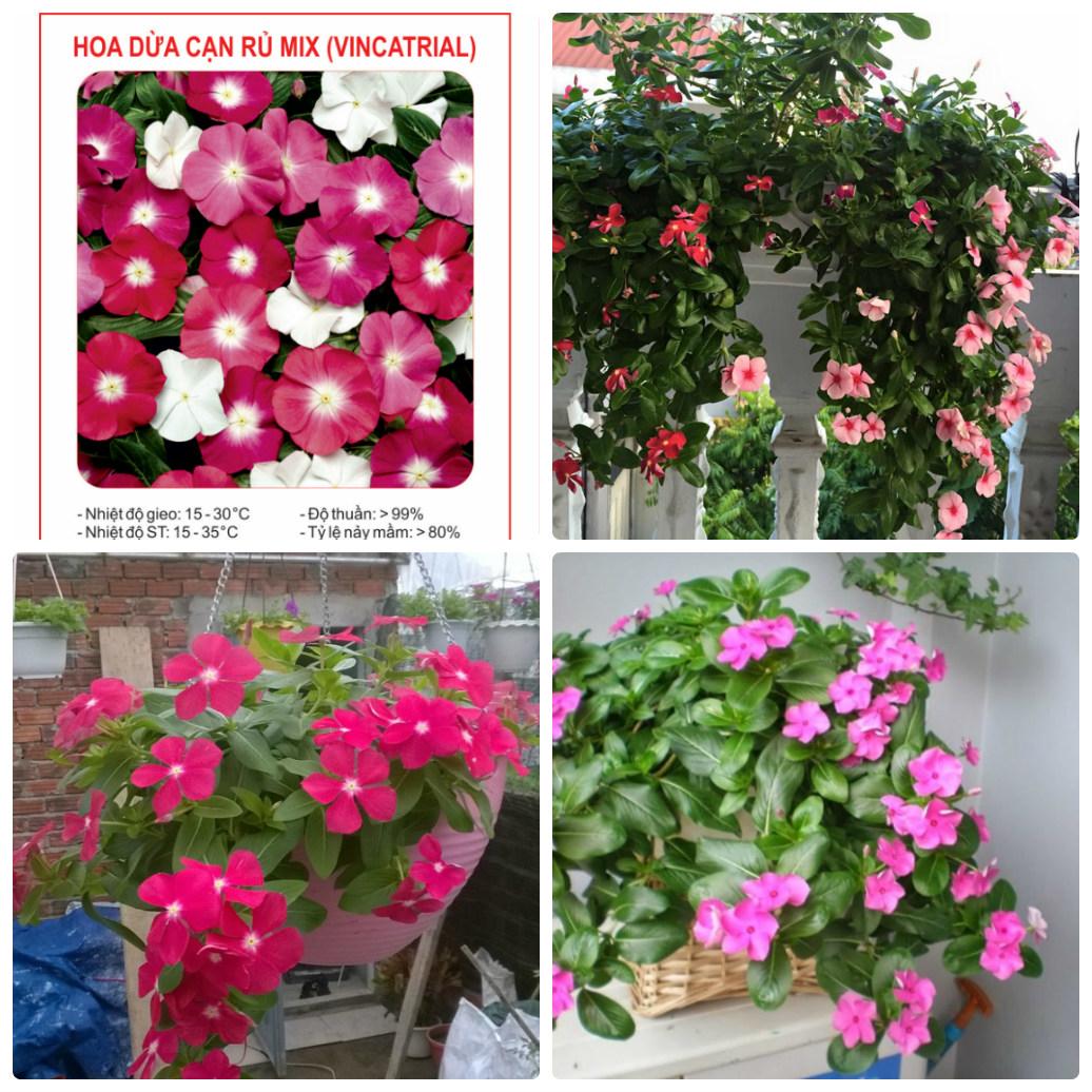 100 hạt giống dừa cạn rủ