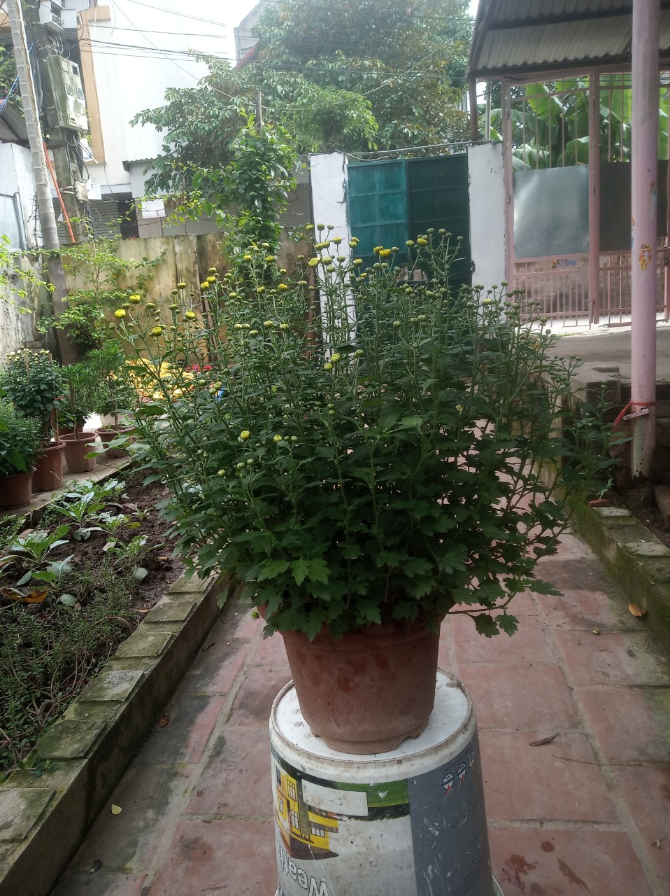 Hoa cúc chi rủ