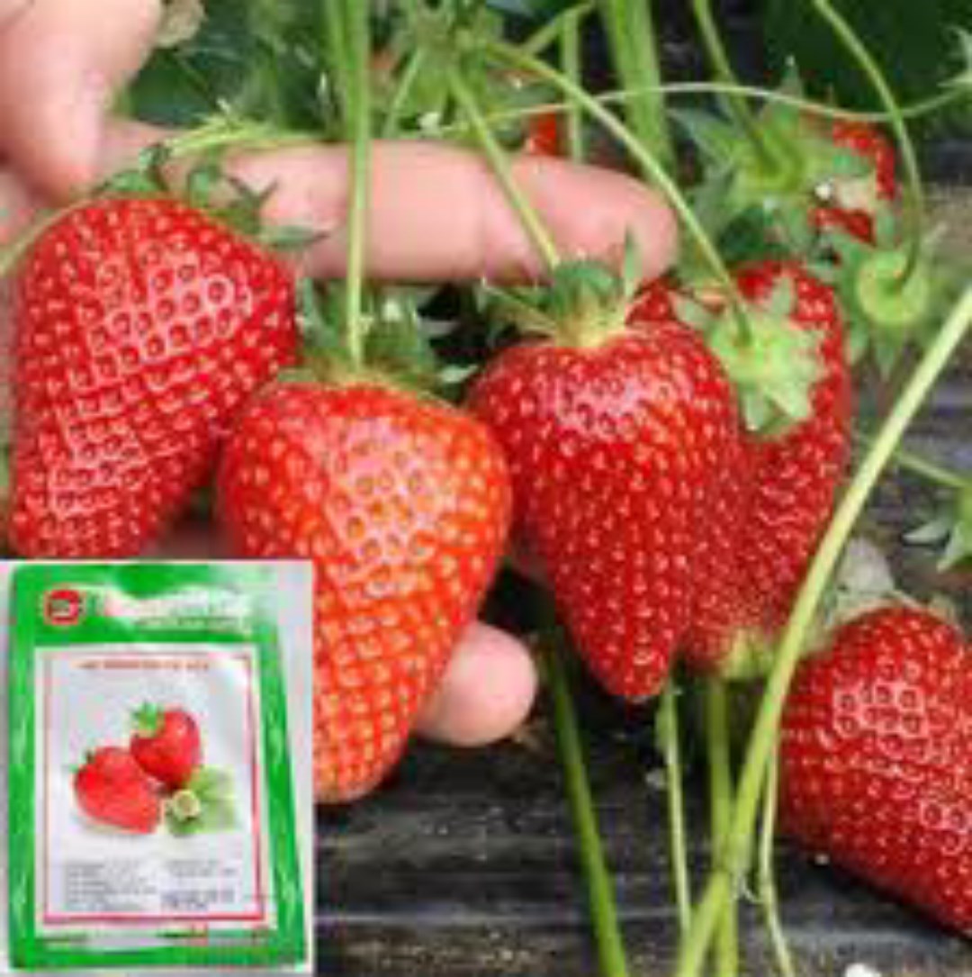 BỘ 2 TÚI DÂY TÂY ĐỎ F1. MỖI TÚI 100 HẠT - NĂNG XUẤT CAO - TRÁI TO - GIÁ KHUYẾN MẠI -KÈM QUÀ TẶNG.