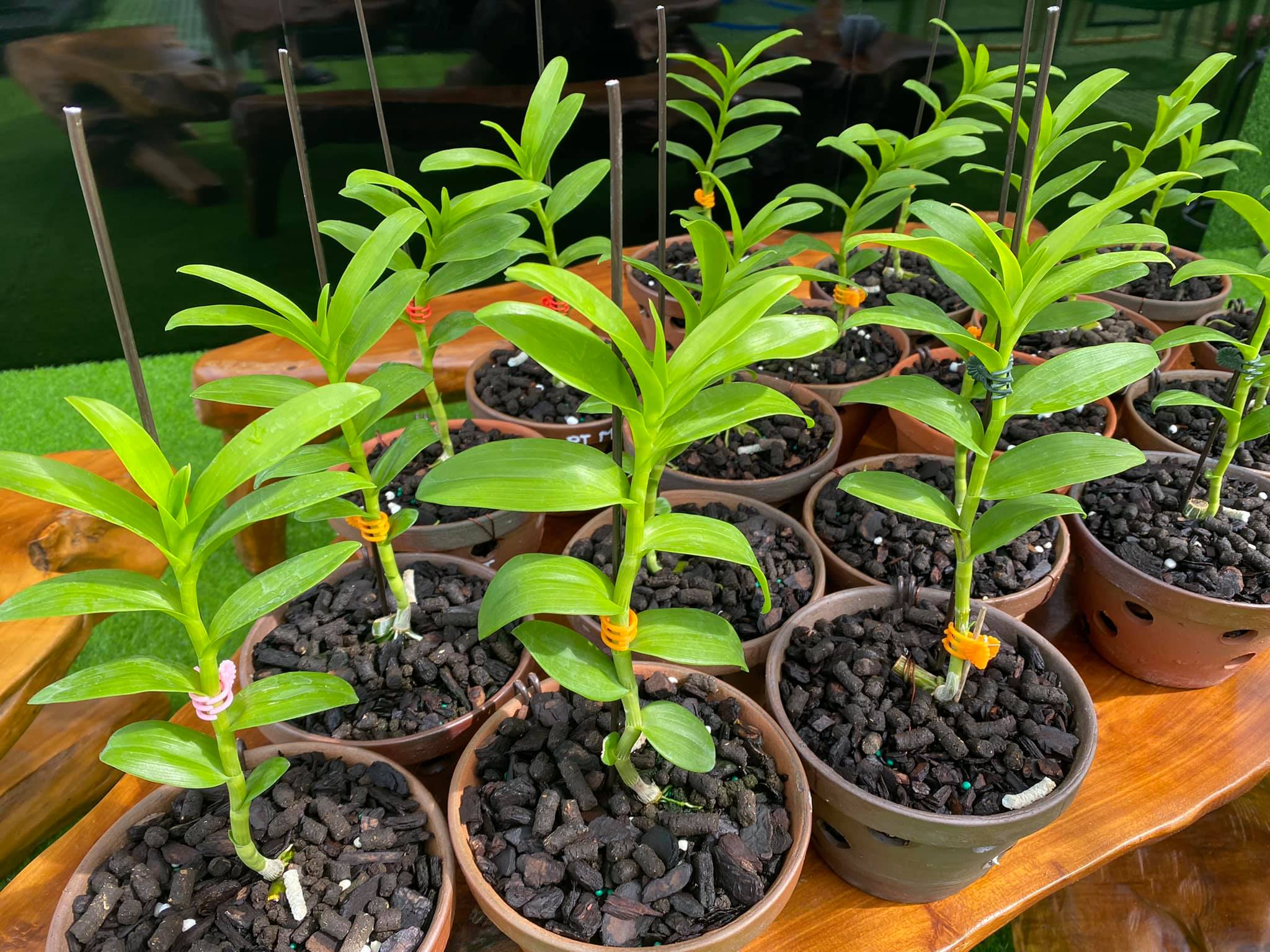 [Giá hủy diệt] 5ct phú thọ gieo hạt