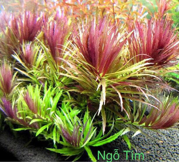 Cây Thủy Sinh Ngỗ Tím 15 nhánh