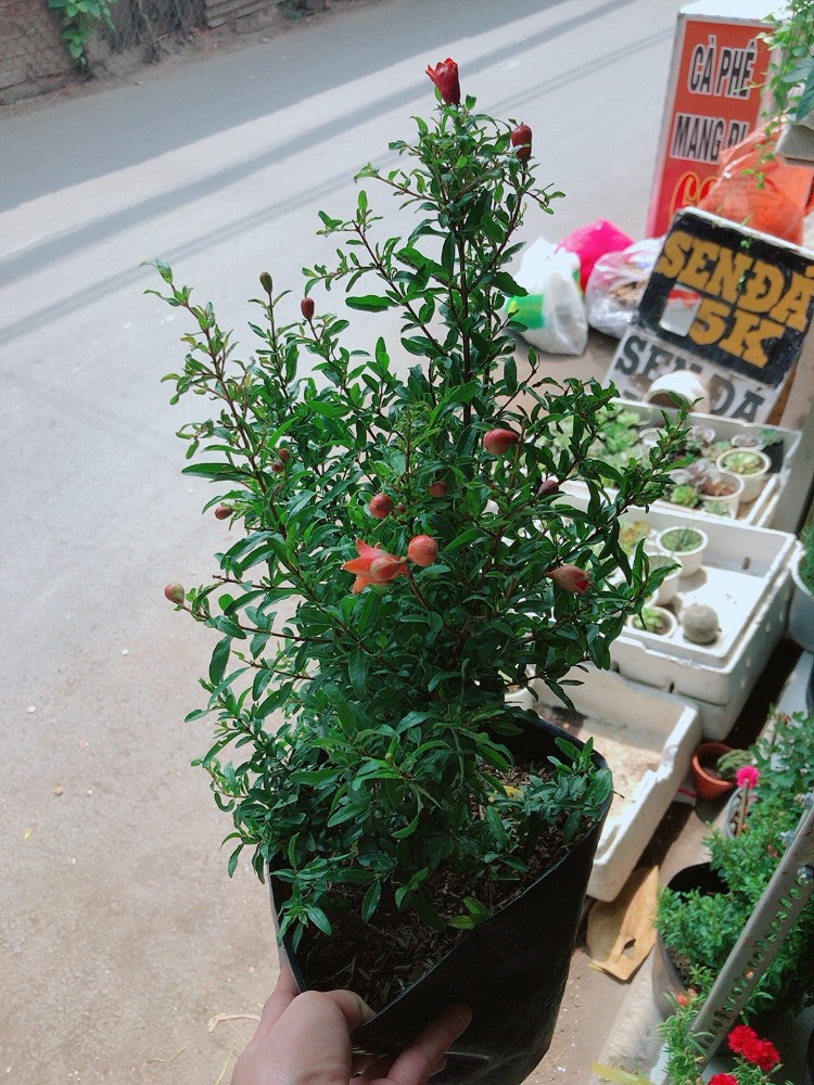 Cây Lựu Giống Cho Sai Trái Có Sẵn Hoa Như Hình