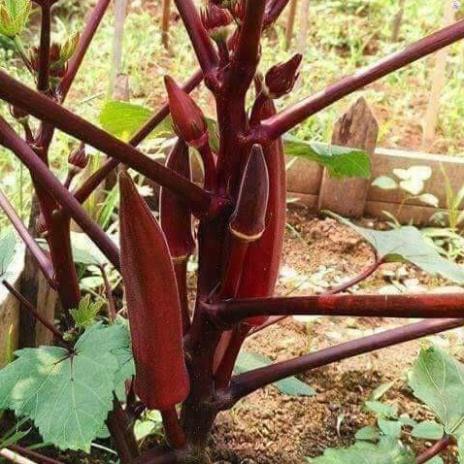 HẠT ĐẬU BẮP CÀ BẮP ĐỎ CAO SẢN - GÓI 10 HẠT