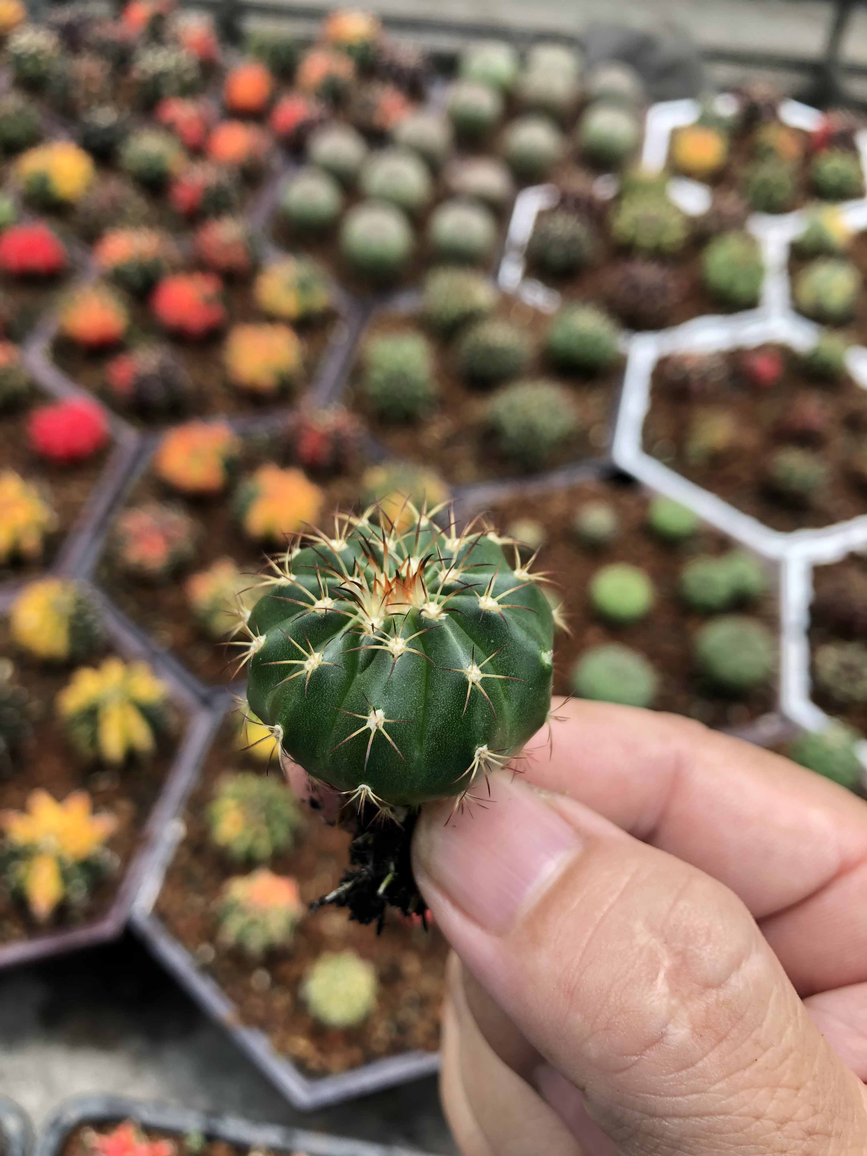 Xương rồng Melo gieo hạt