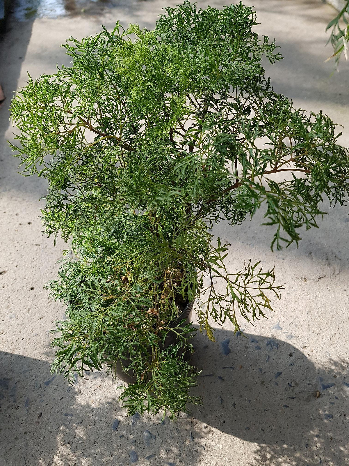 Đinh lăng lá nhỏ