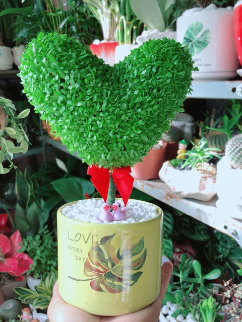 Chậu Cây May Mắn Trái Tim