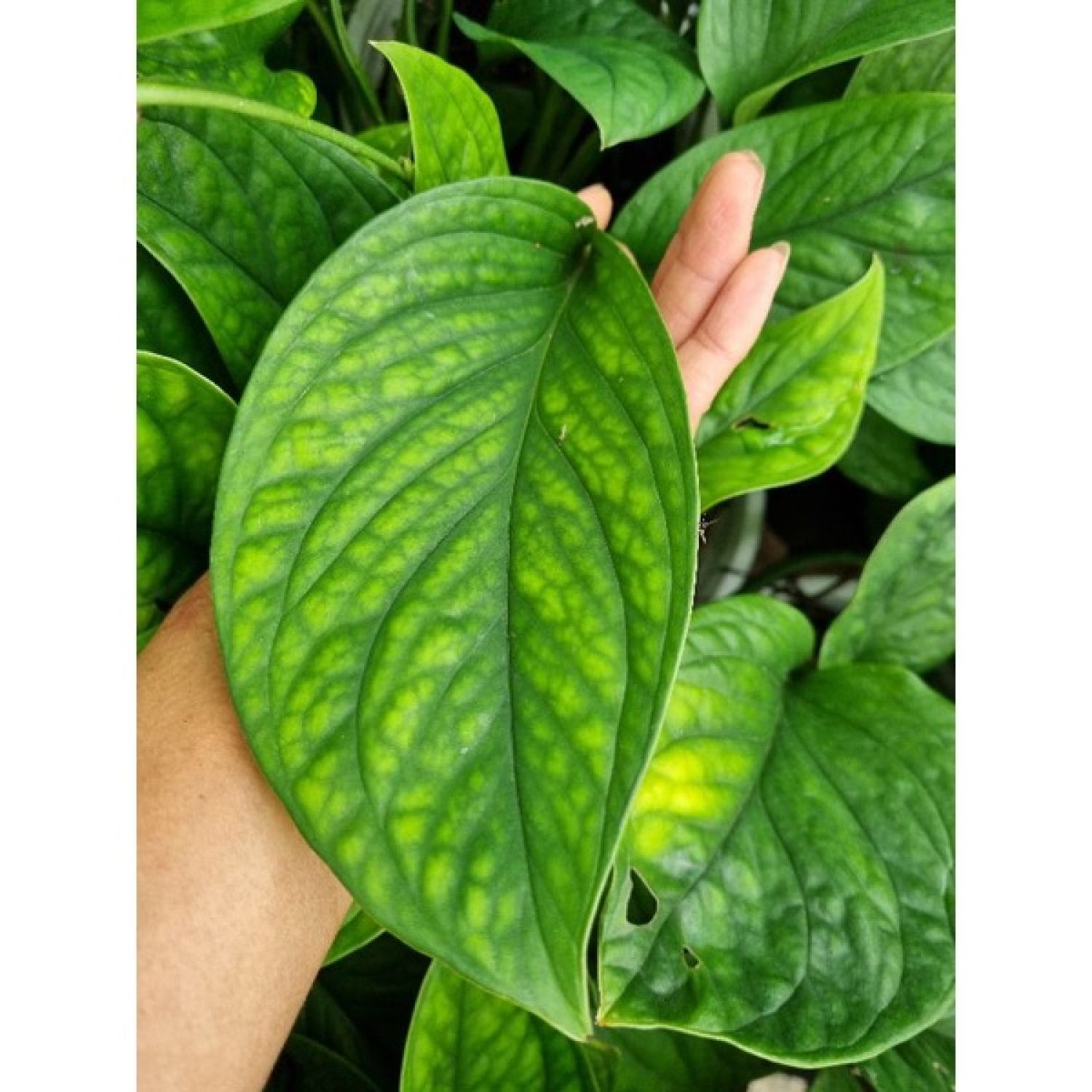 Trầu bà Hà Lan