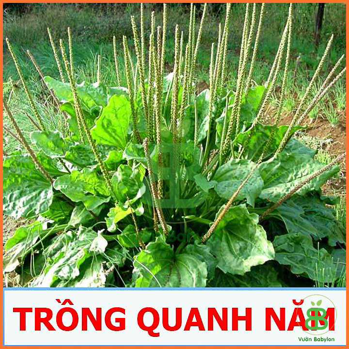 Hạt Giống Rau Mã Đề 1G Dễ Trồng
