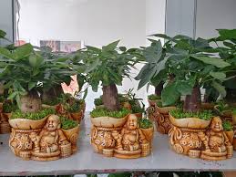 Cây kim ngân để bàn, không kèm chậu