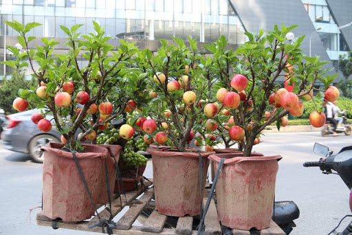 cây giống táo đỏ lùn