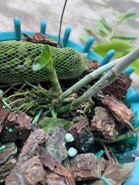 Phân dê bón Lan dạng túi loại (10cm - 15cm)