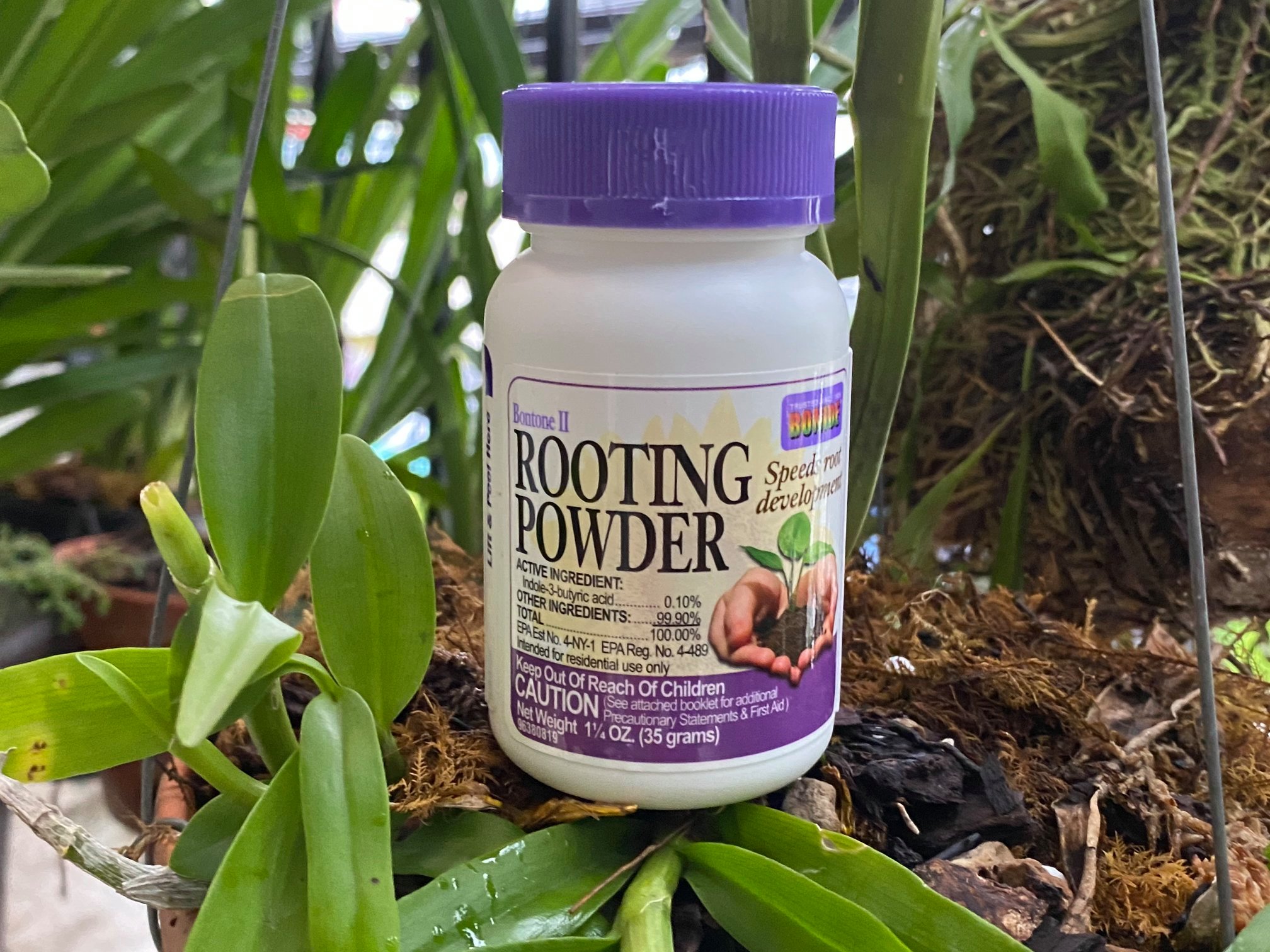 Rooting Powder Mỹ