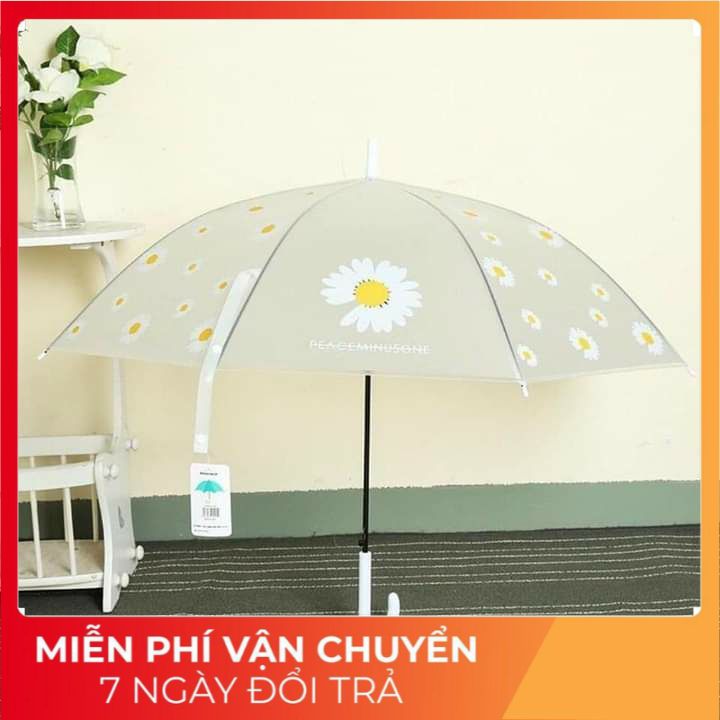 ô trong suốt hoa cúc