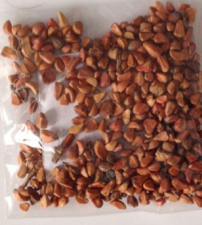Túi 20 Hạt giống Hoa Hồng leo vàng