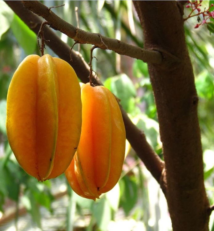 Hạt Giống Khế NGọt Siêu Quả - gói 5 hạt