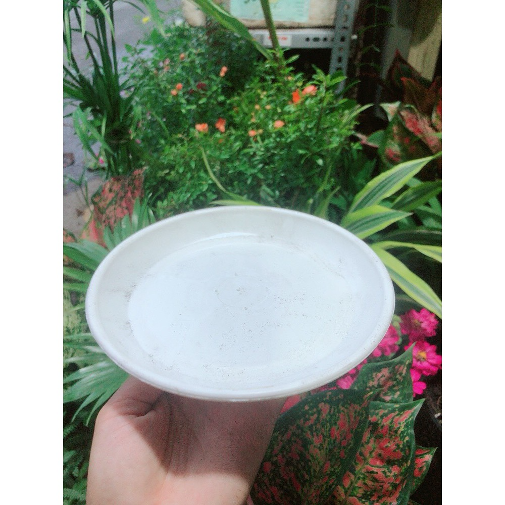 Đĩa Lót Chậu đường kính 20cm