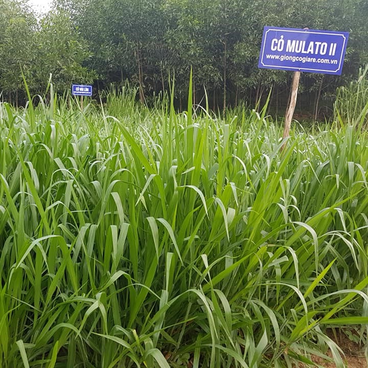 Hạt Giống Cỏ Mulato 2 – Hybrid Brachiaria (Bổ sung dinh dưỡng)