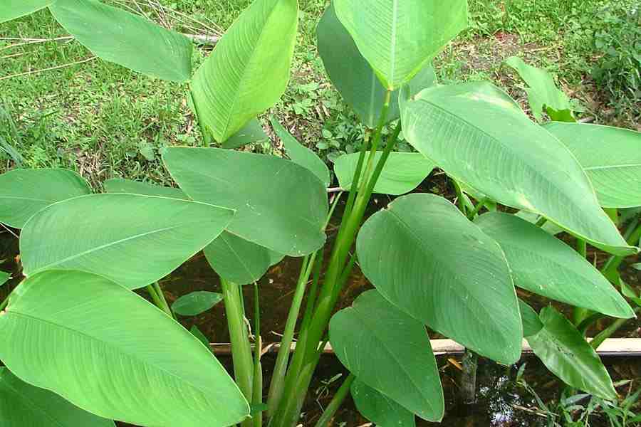 Cây hồng hạc/cần câu - Thalia geniculata