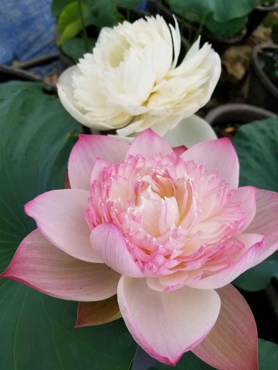 Củ sen phật âm