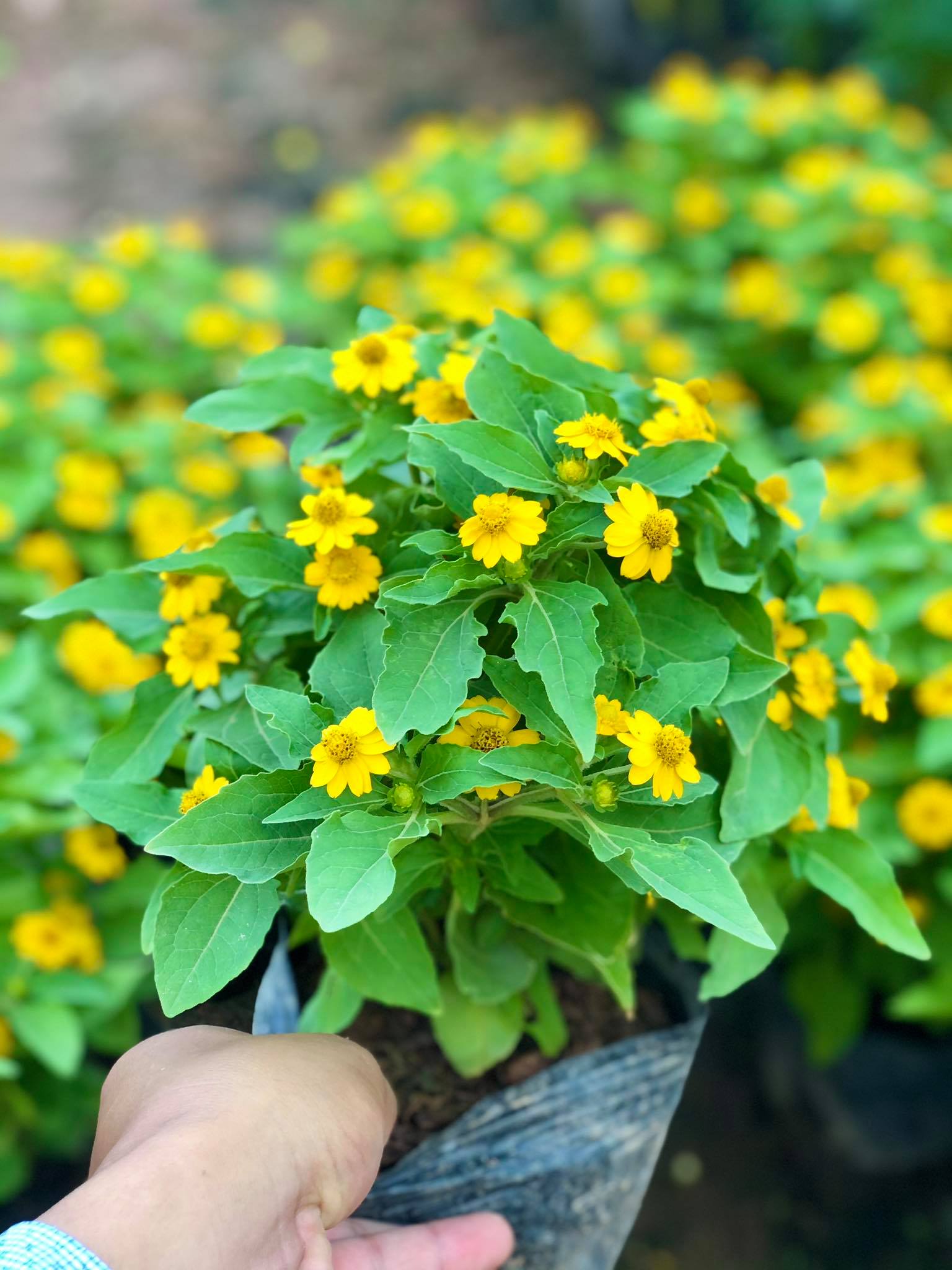 Cây hoa cúc mặt trời (chỉ giao miền bắc)