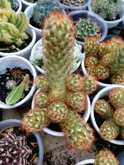 Cây xương rồng mami chân đỏ