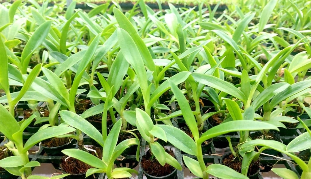 [Giá hủy diệt] denro chớp susan hàng cây giống