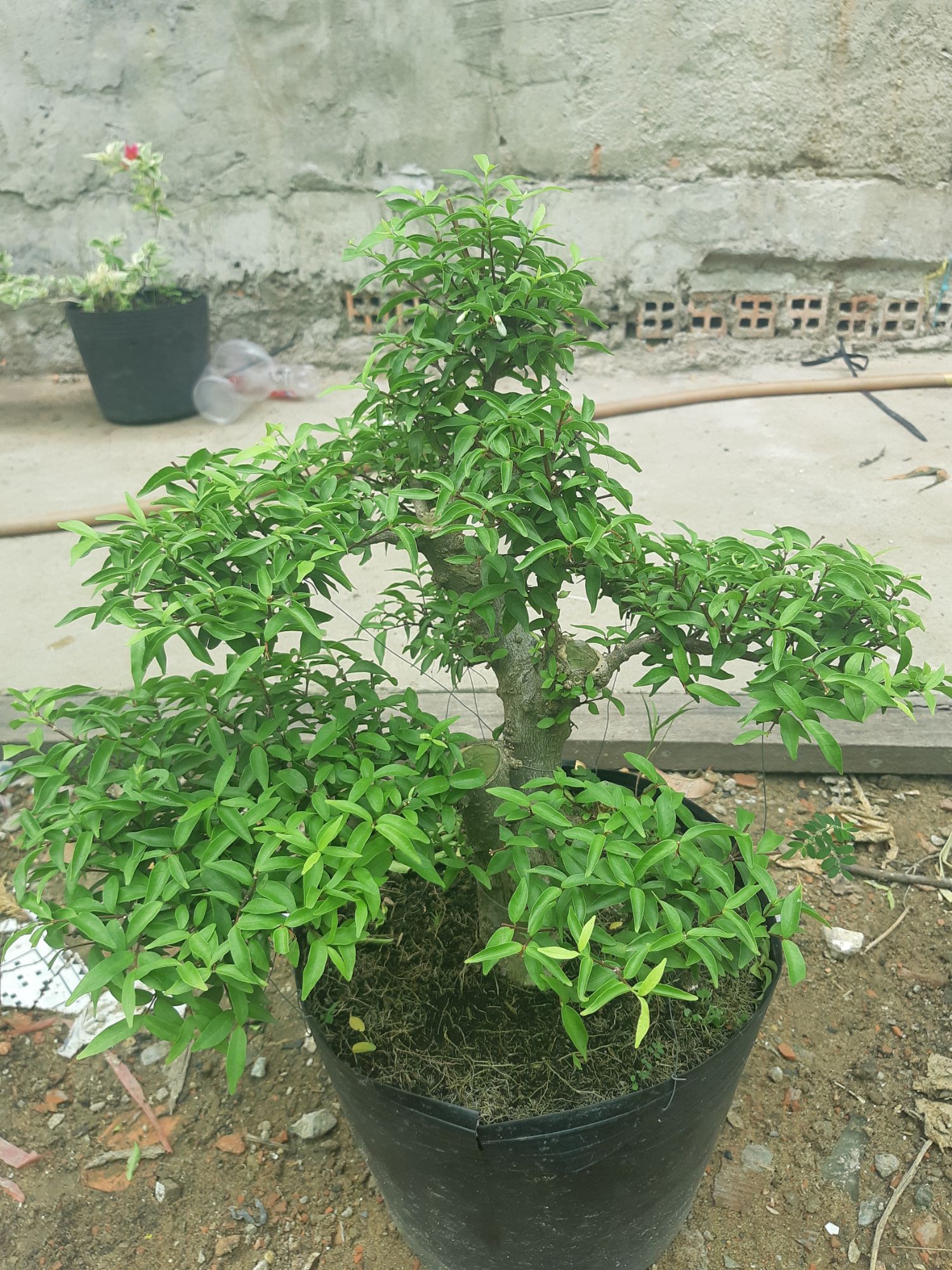 mai chiếu thủy gốc gân lớn