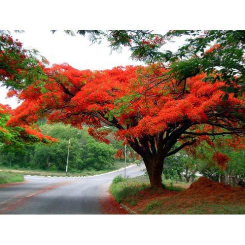 CÂY GIỐNG CÂY HOA PHƯỢNG ĐỎ ( HOA PHƯỢNG VỸ ĐỎ) SIÊU ĐẸP