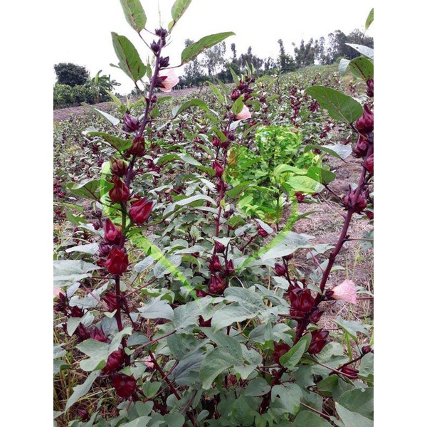 HẠT CÂY GIẤM, HOA ATISO ĐỎ - GÓI 2 GRAM