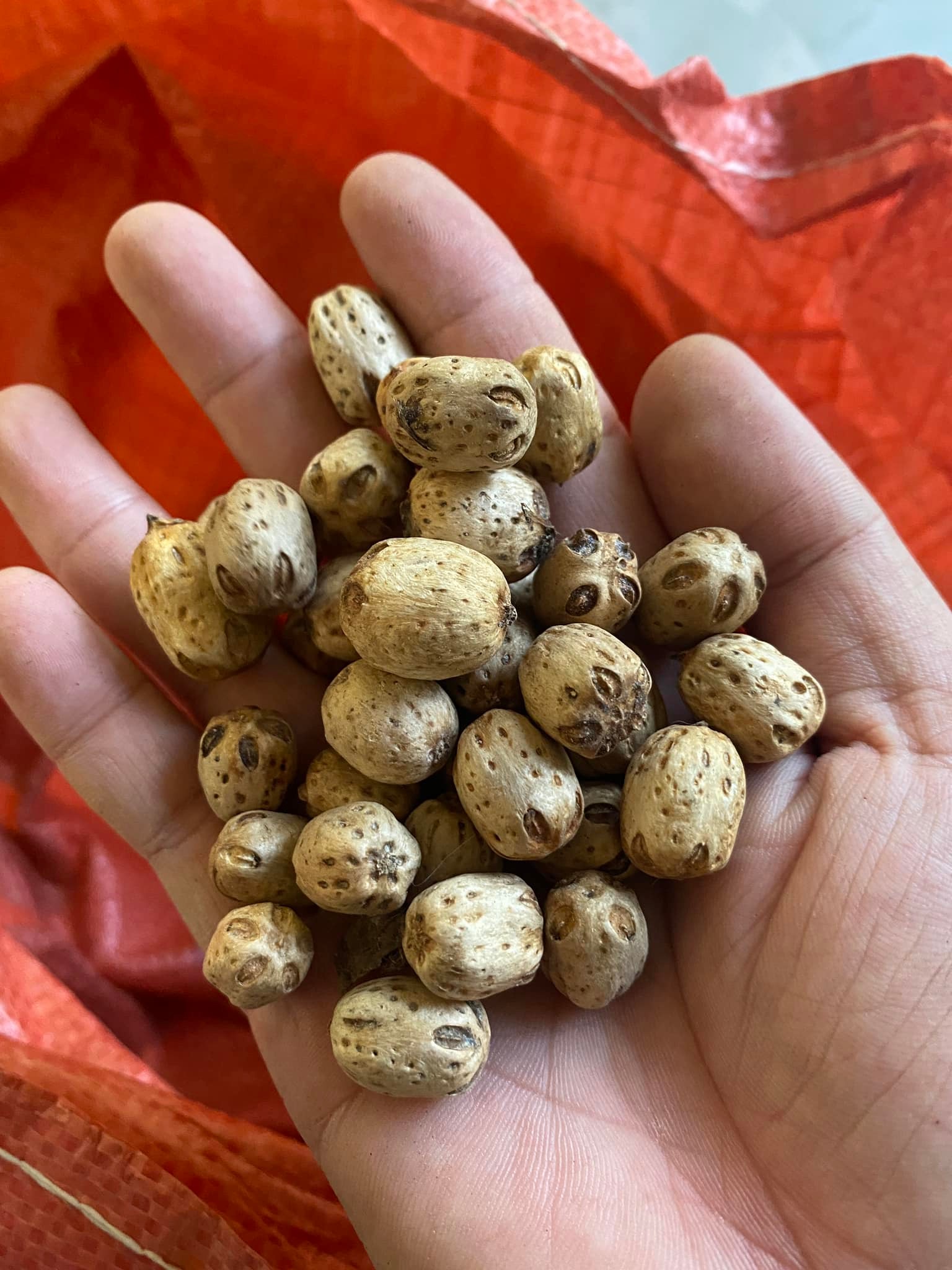 1kg hạt xoan đào giống